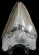 Glossy, Serrated, Megalodon Tooth - Georgia #45940-1